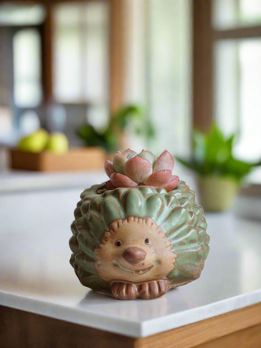 Succulent Hedgehog - Echeveria Ice Green