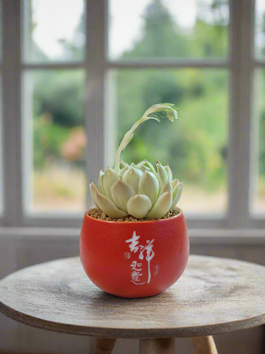 Succulent Auspicious Grace Pot - Echeveria Mexican Snowball