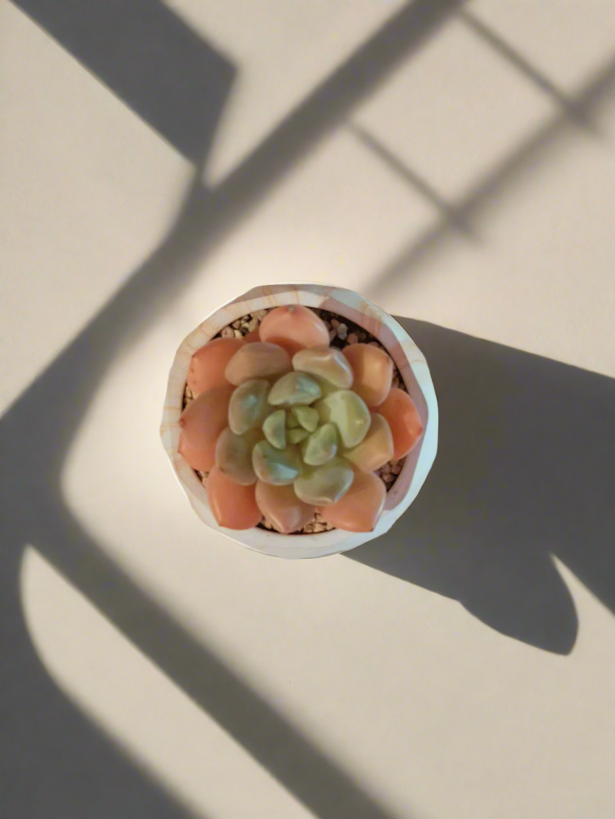 Succulent Classic Marble Orange Pot – Graptoveria White Dew