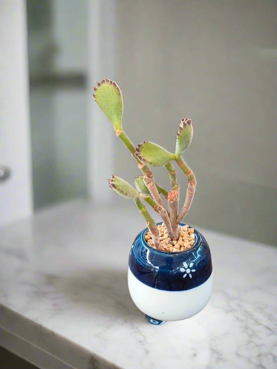Side view Succulent Tiny Sakura Blue Planter – Cotyledon tomentosa ‘Bear’s Paw’