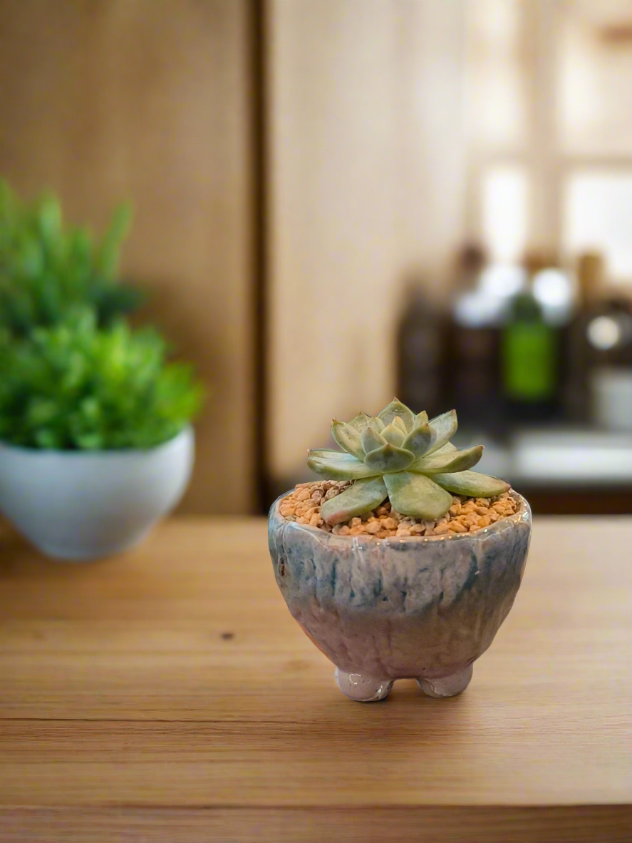 Succulent Misty Lavender Ombre Rustic Mini Planter – Echeveria Bluebird