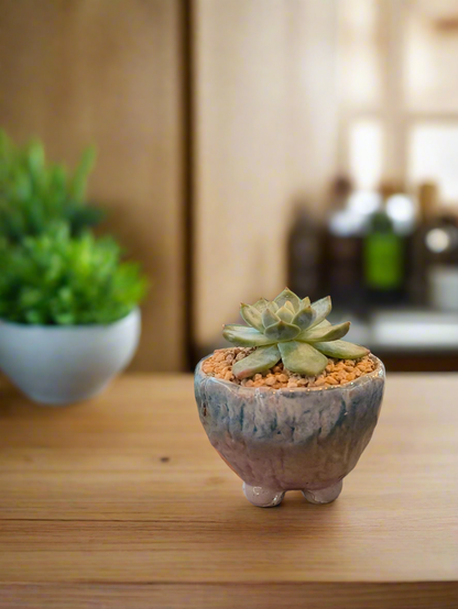 Succulent Misty Lavender Ombre Rustic Mini Planter – Echeveria Bluebird