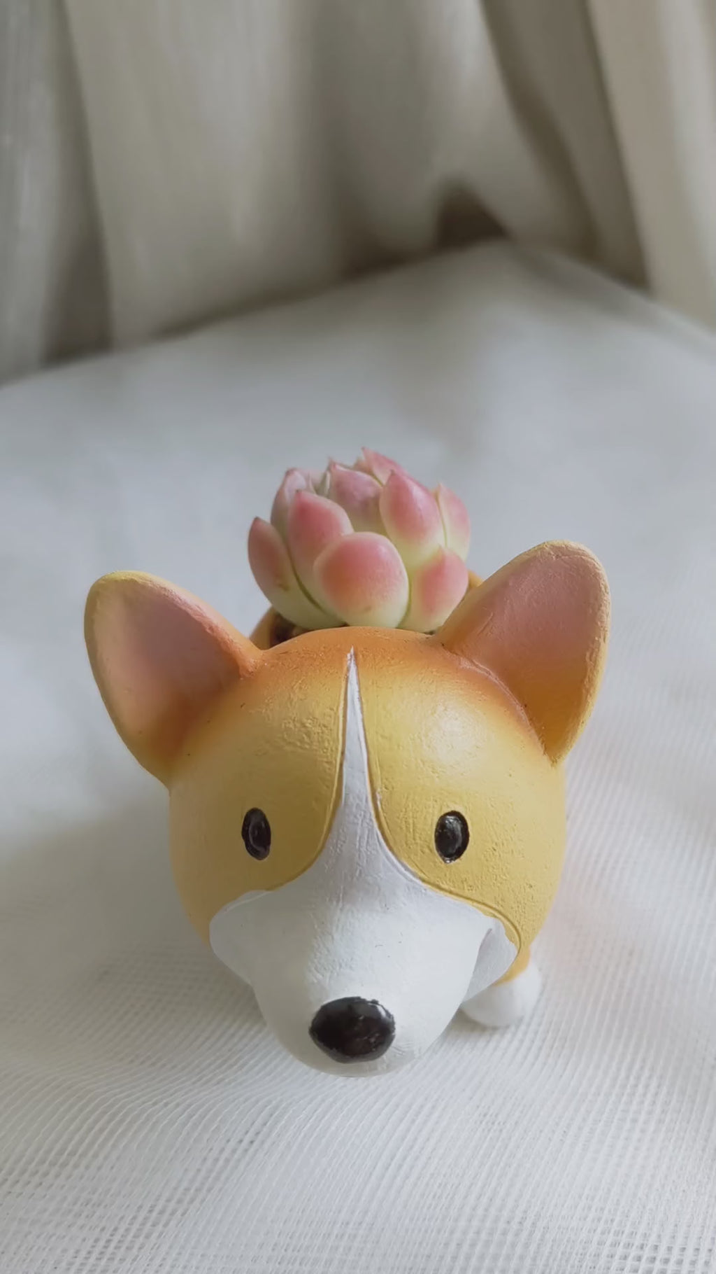 Succulent Charming Corgi Planter - Echeveria Mexican Snowball