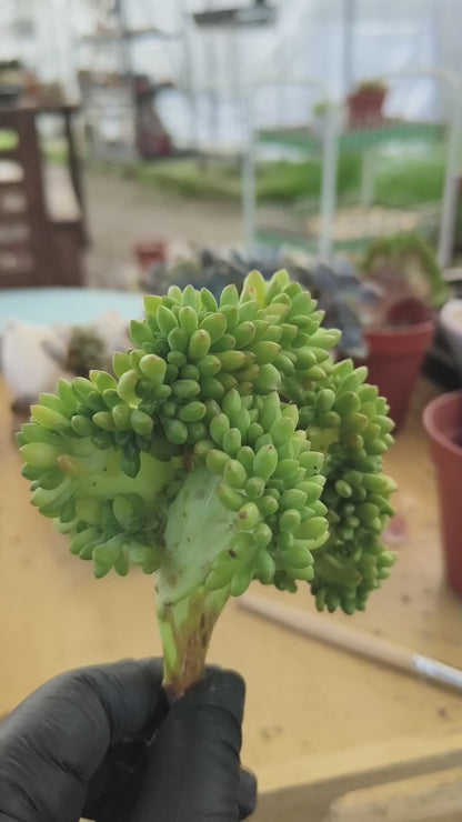 Succulent Starter Planter - Crested Sedum 'Alice Evans'