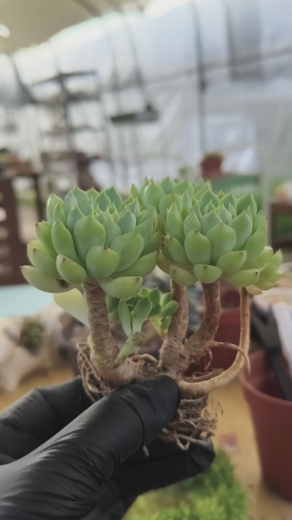 Succulent Starter Planter - Echeveria 'Lime n Chili'