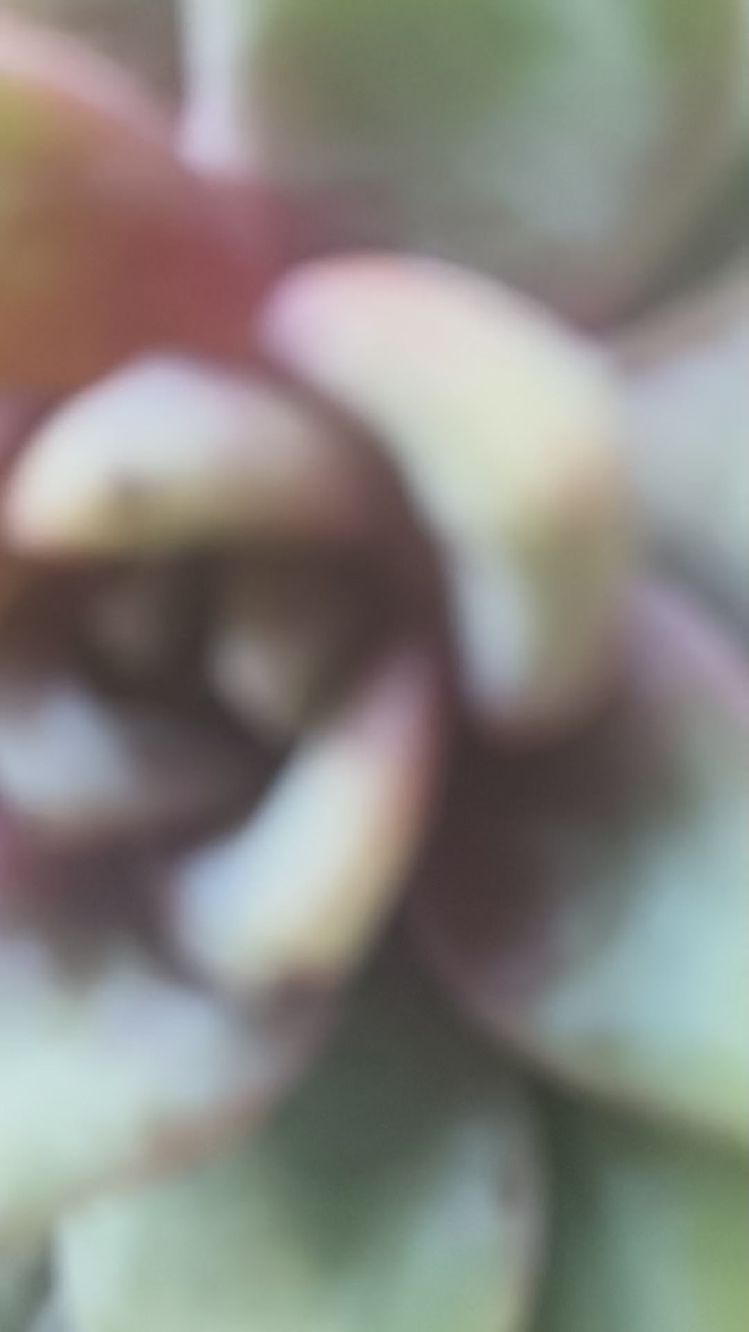 Graptopetalum 'Purple Haze' – Bare Root Succulent