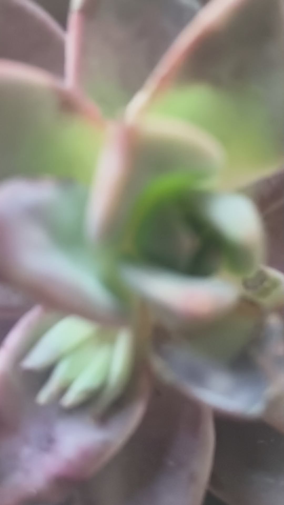 Echeveria 'Purple Champagne' – Bare Root Succulent