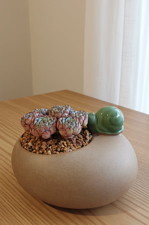 Succulent Snail Planter – Echeveria Minima (7-Headed Cluster) - SlowBloomGreens