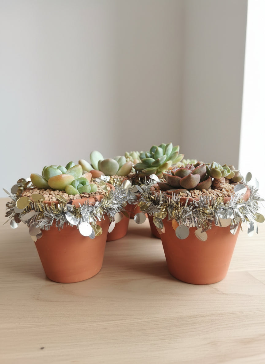 Succulent Simply Blessed Festive Terracotta (L) - Assorted Succulent - SlowBloomGreens