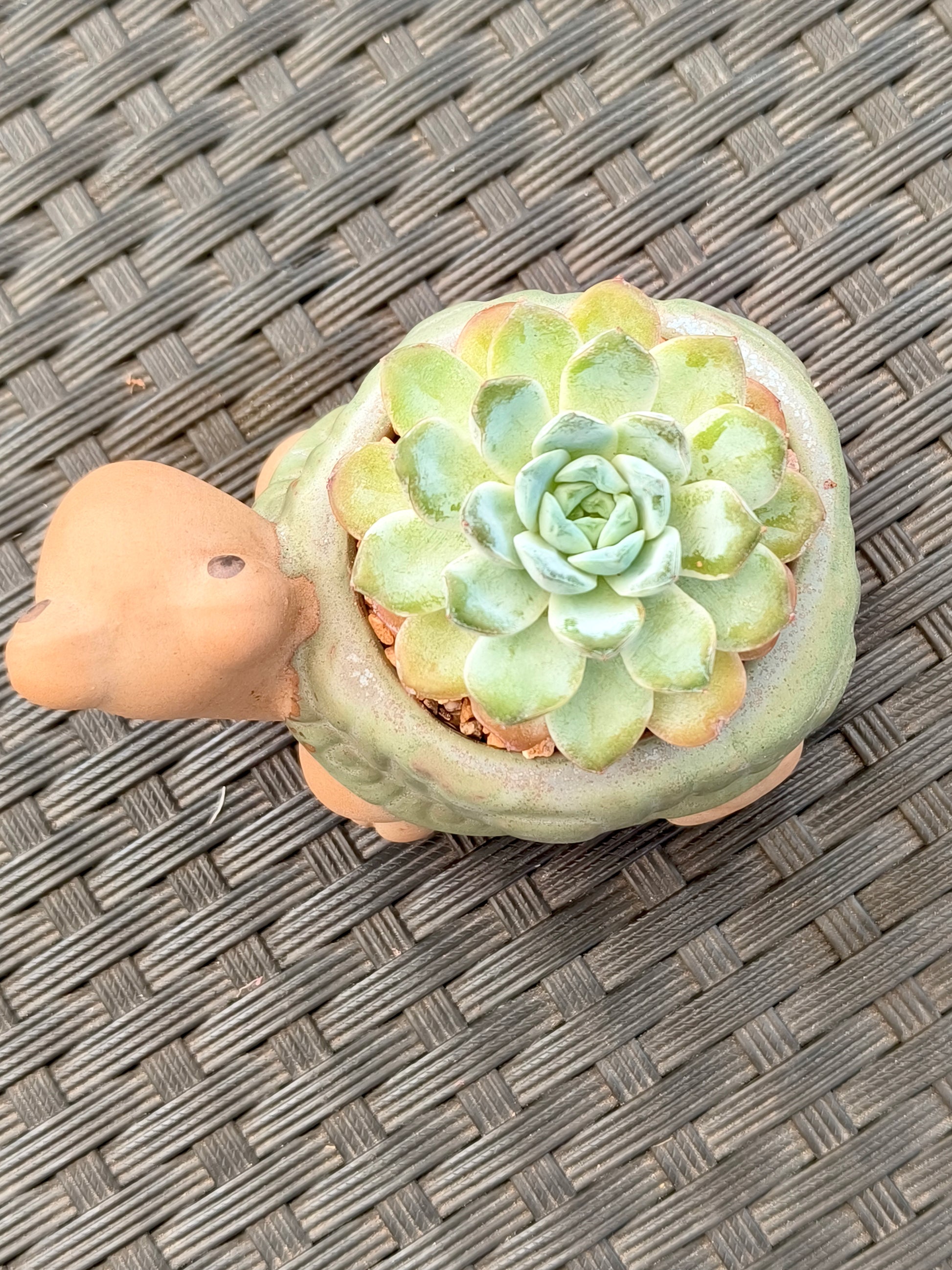 Succulent Tortoise Planter- Echeveria Ice Green - SlowBloomGreens