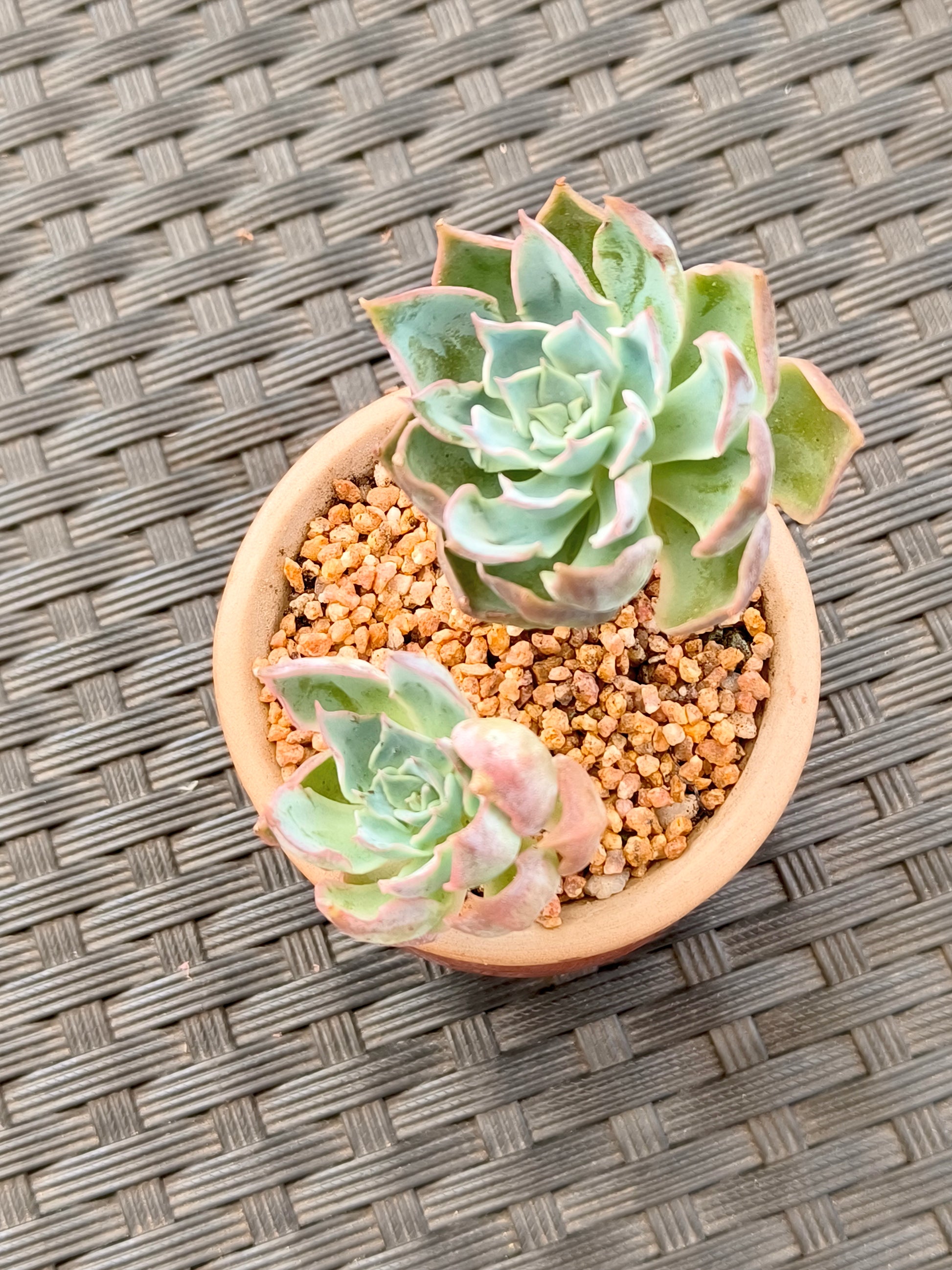 Succulent Rustica Mahogany Planter – Echeveria Peacockii - SlowBloomGreens