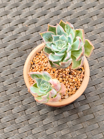 Succulent Rustica Mahogany Planter – Echeveria Peacockii - SlowBloomGreens