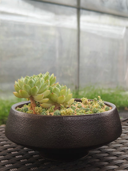Succulent Classic Black Planter – Echeveria ‘Lime n Chili’ & Blue Tears Sedum