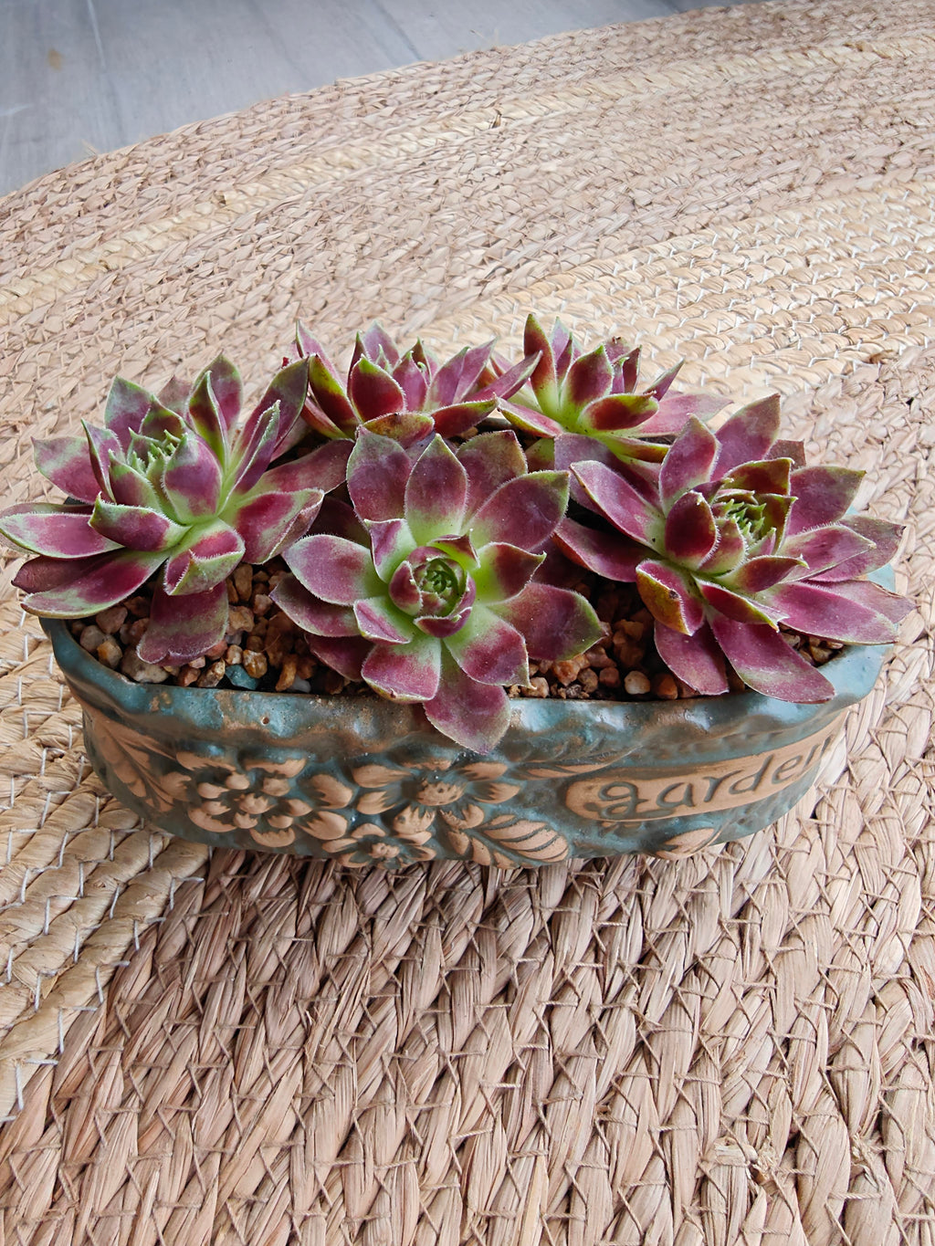 Vintage Teal Succulent Planter – Sempervivum 'Stansfieldii' (Hens & Chicks') - SlowBloomGreens