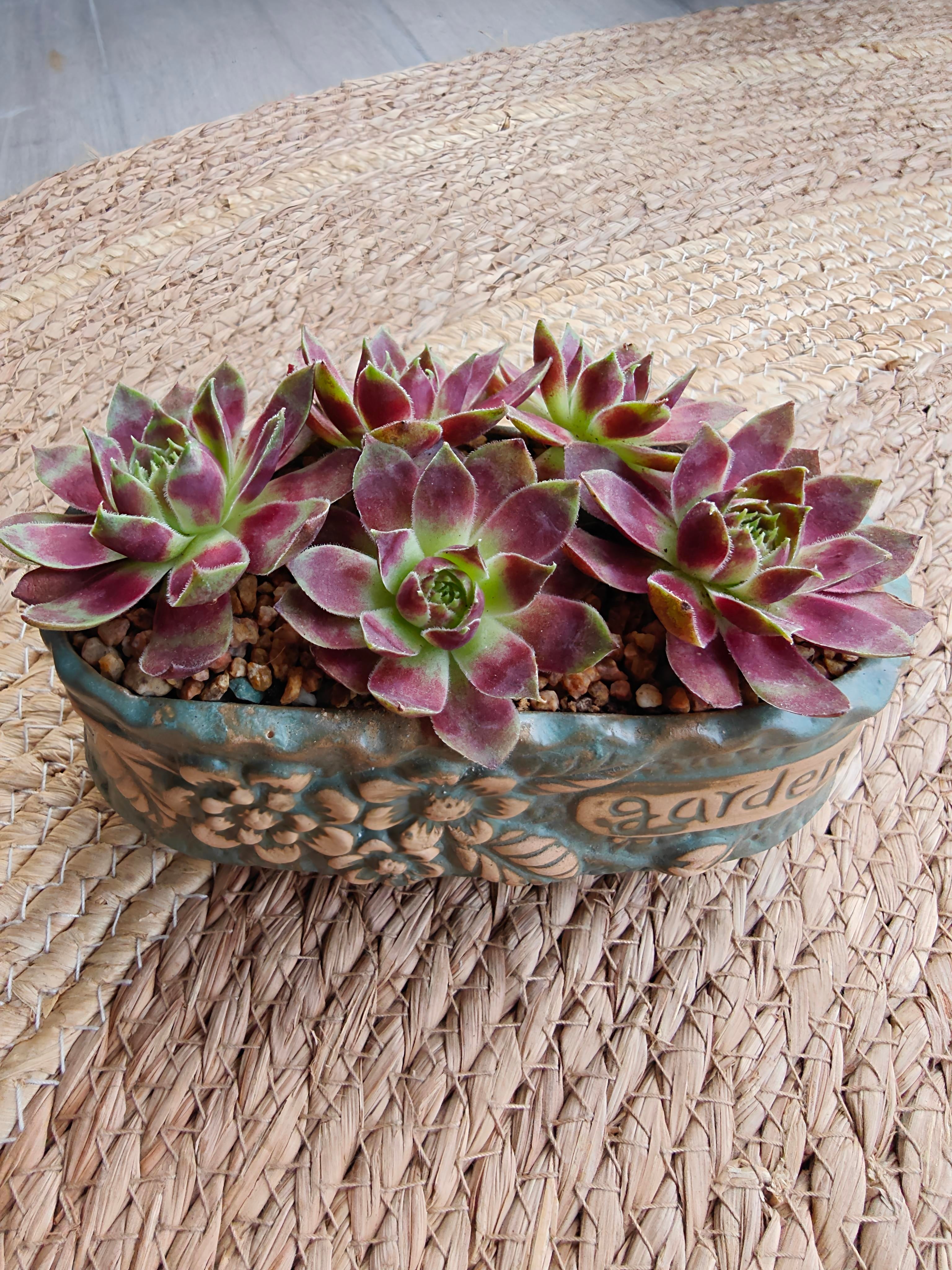 Vintage Teal Succulent Planter – Sempervivum 'Stansfieldii' (Hens & Chicks')