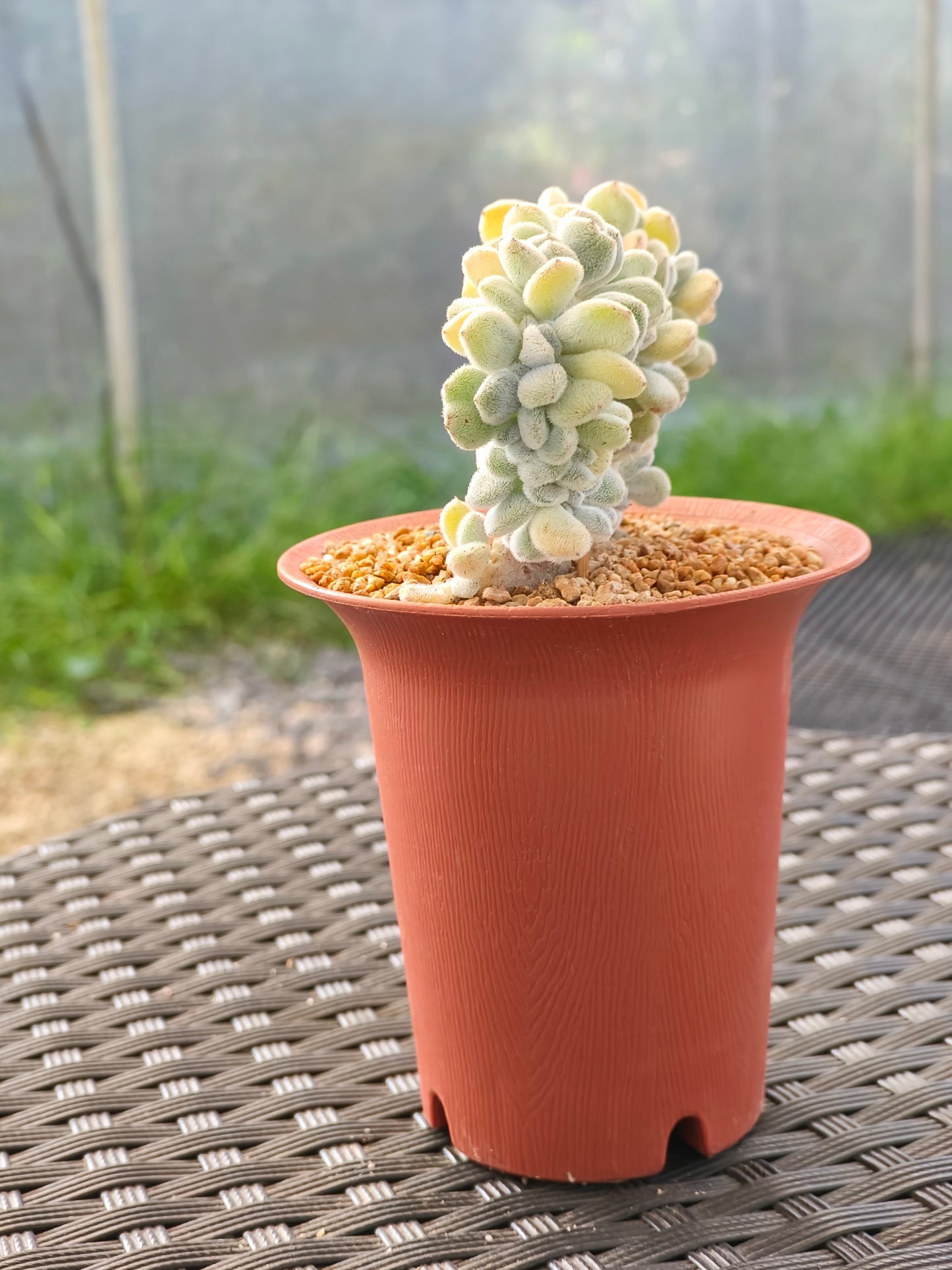 Succulent Starter Planter - Echeveria Pulvinata 'Frosty' f. cristata.