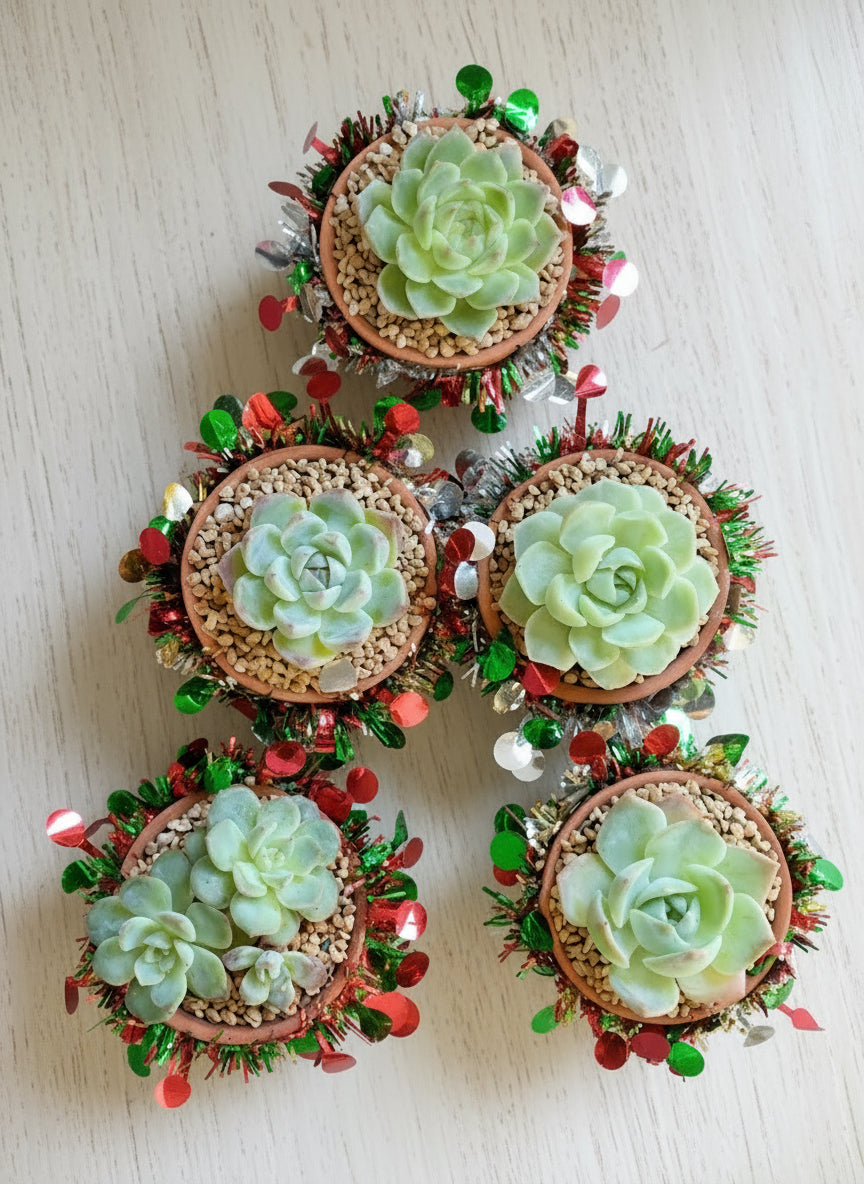 Succulent Simply Blessed Festive Terracotta (S) - Assorted Succulent - SlowBloomGreens