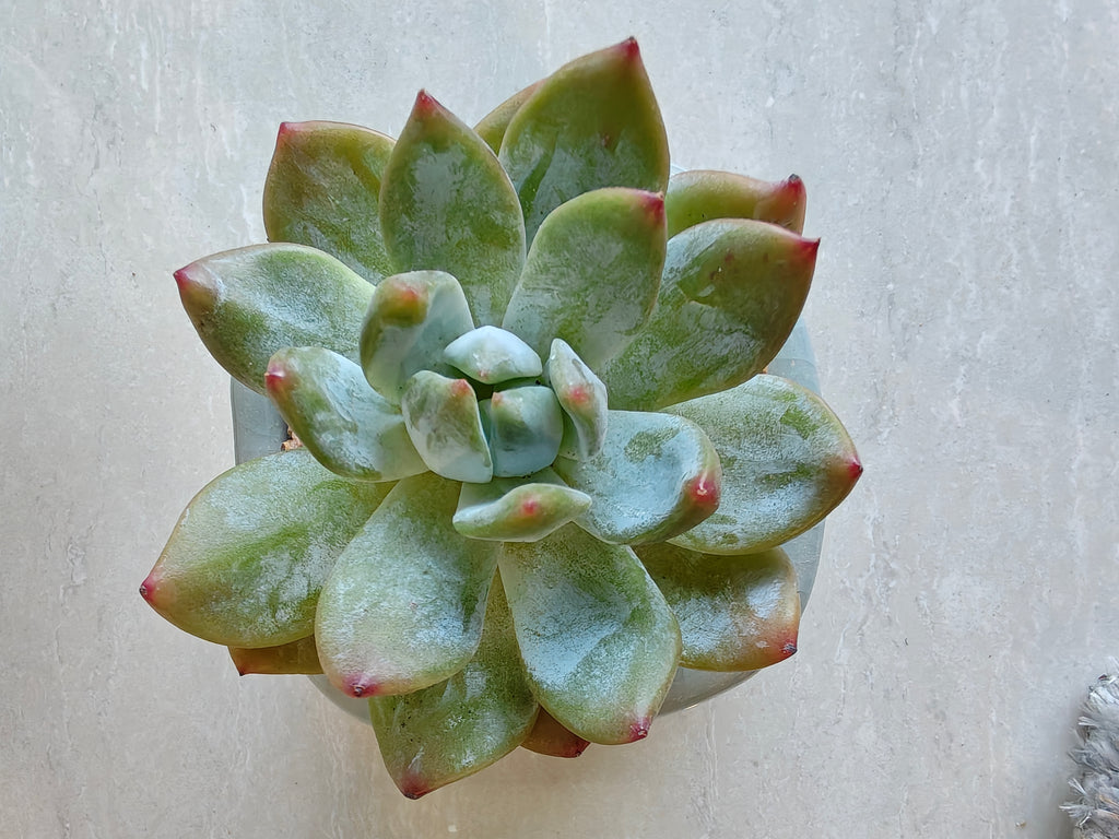 Succulent Glaze Square Baby Blue Planter – Echeveria Bluebird - SlowBloomGreens