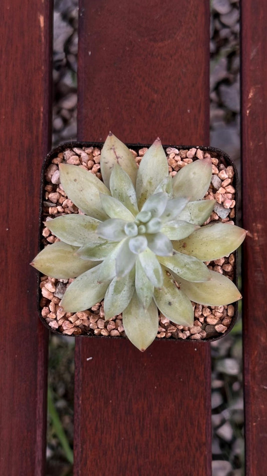 Succulent Starter Planter - Echeveria Tolimanensis