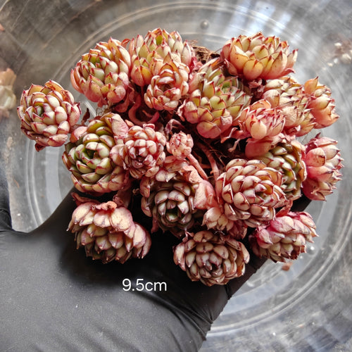 Bare Root Succulent - Echeveria 'Dream Rose'