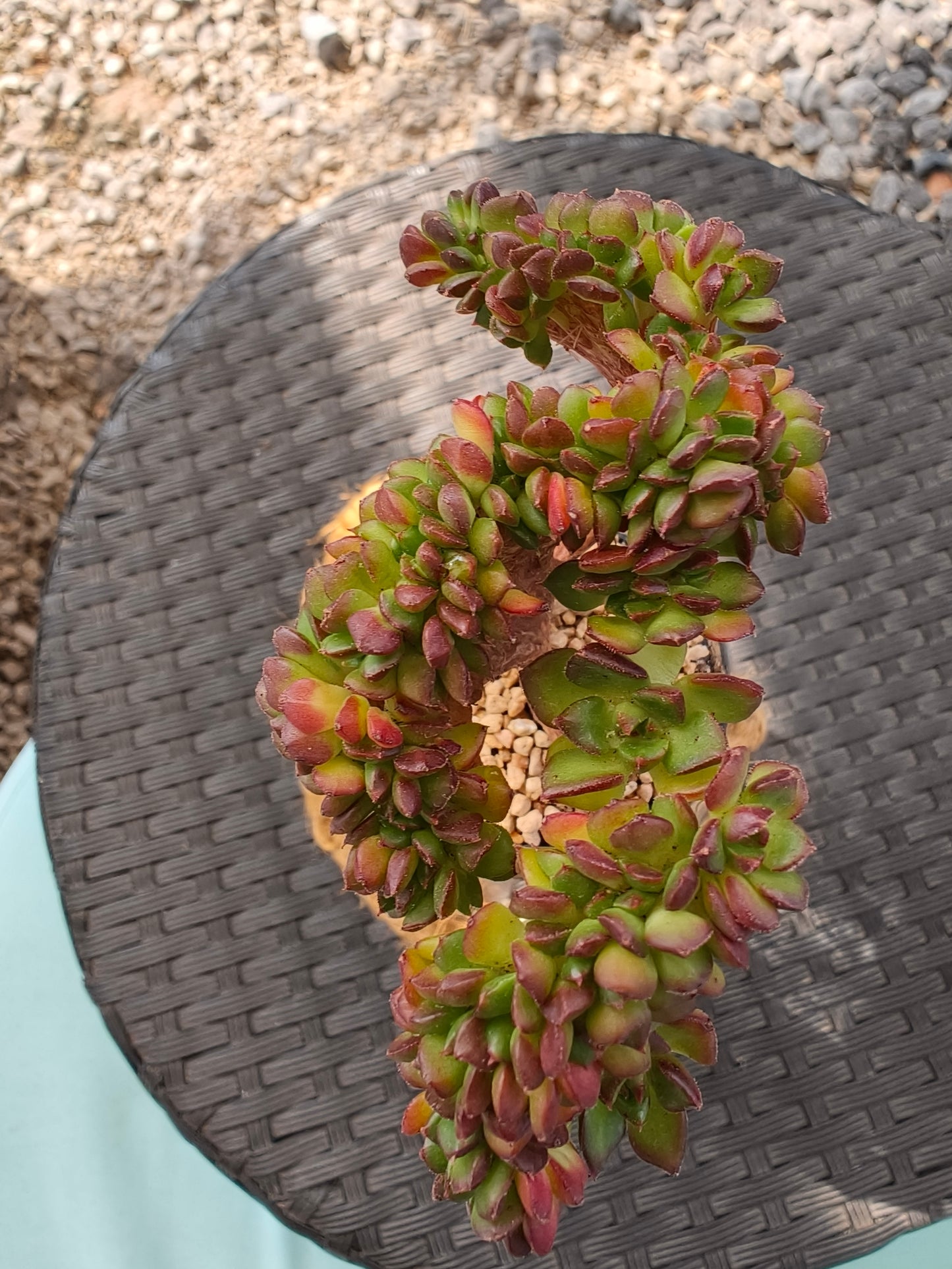 Succulent Retro Hemp Rope Vase - Sedeveria 'Letizia' crista