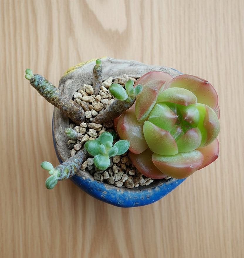Rustic Bloom Succulent Planter – Echeveria 'Star Jelly' - SlowBloomGreens