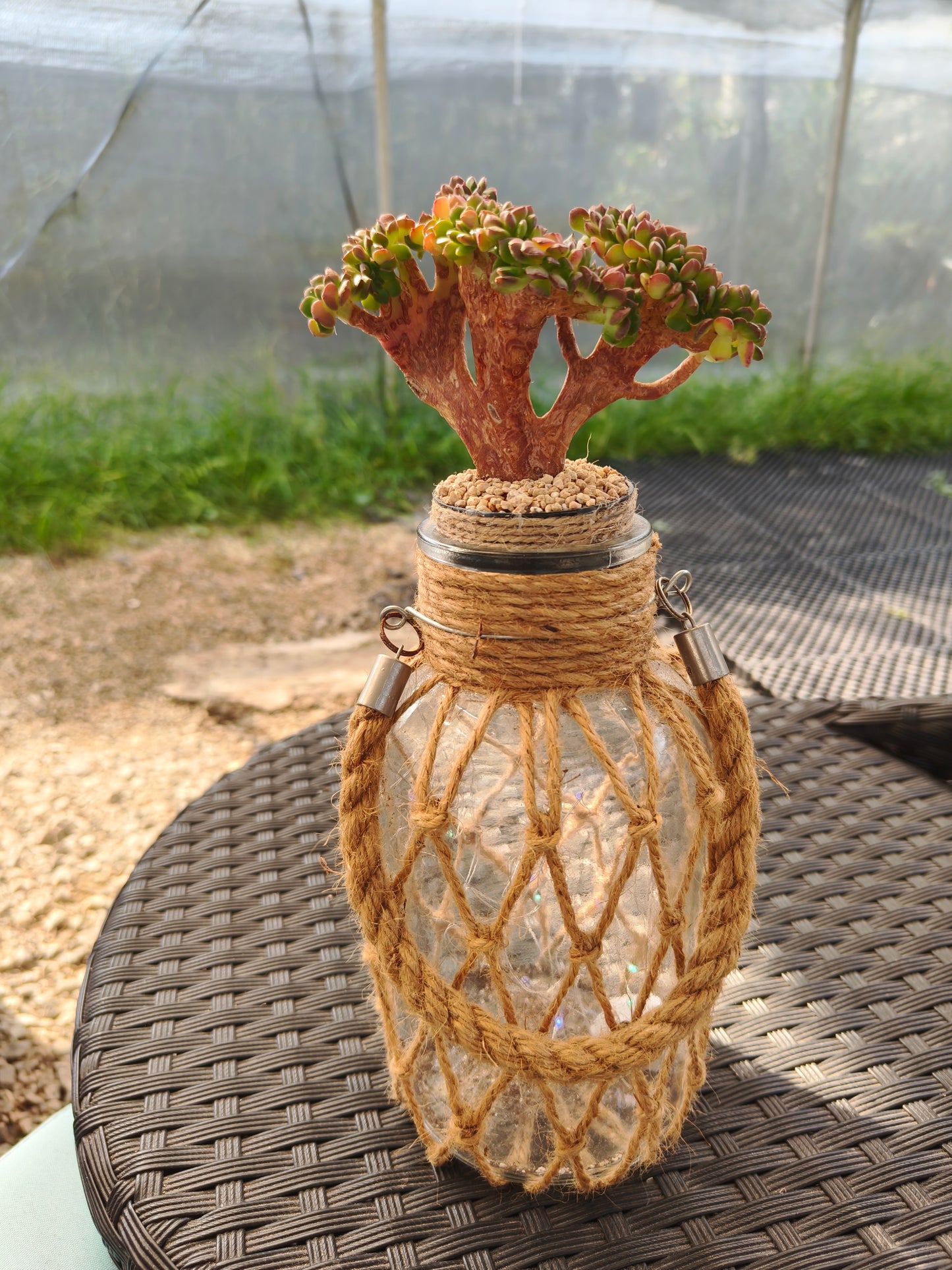 Succulent Retro Hemp Rope Vase - Sedeveria 'Letizia' crista