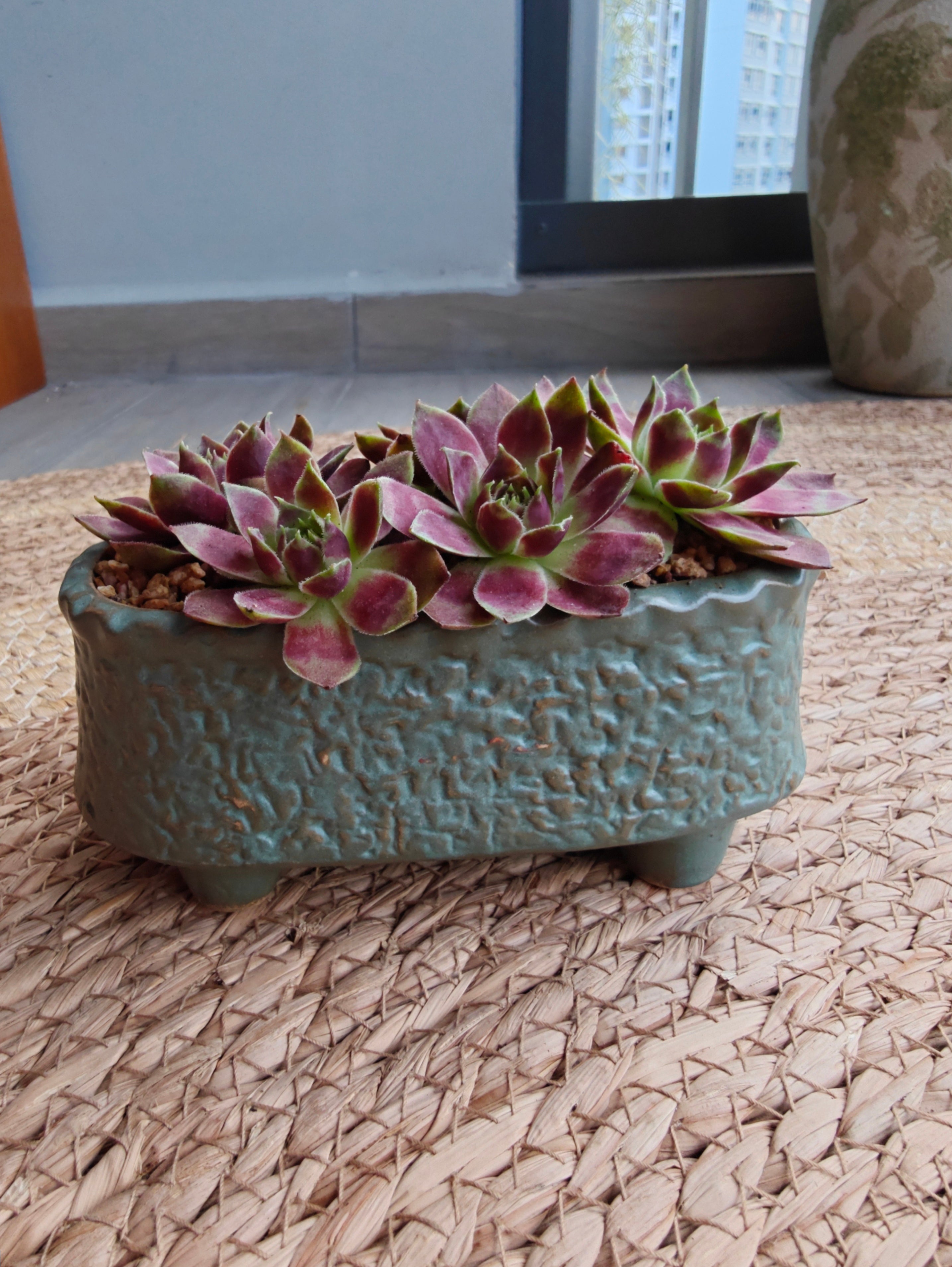 Vintage Teal Succulent Planter – Sempervivum 'Stansfieldii' (Hens & Chicks')
