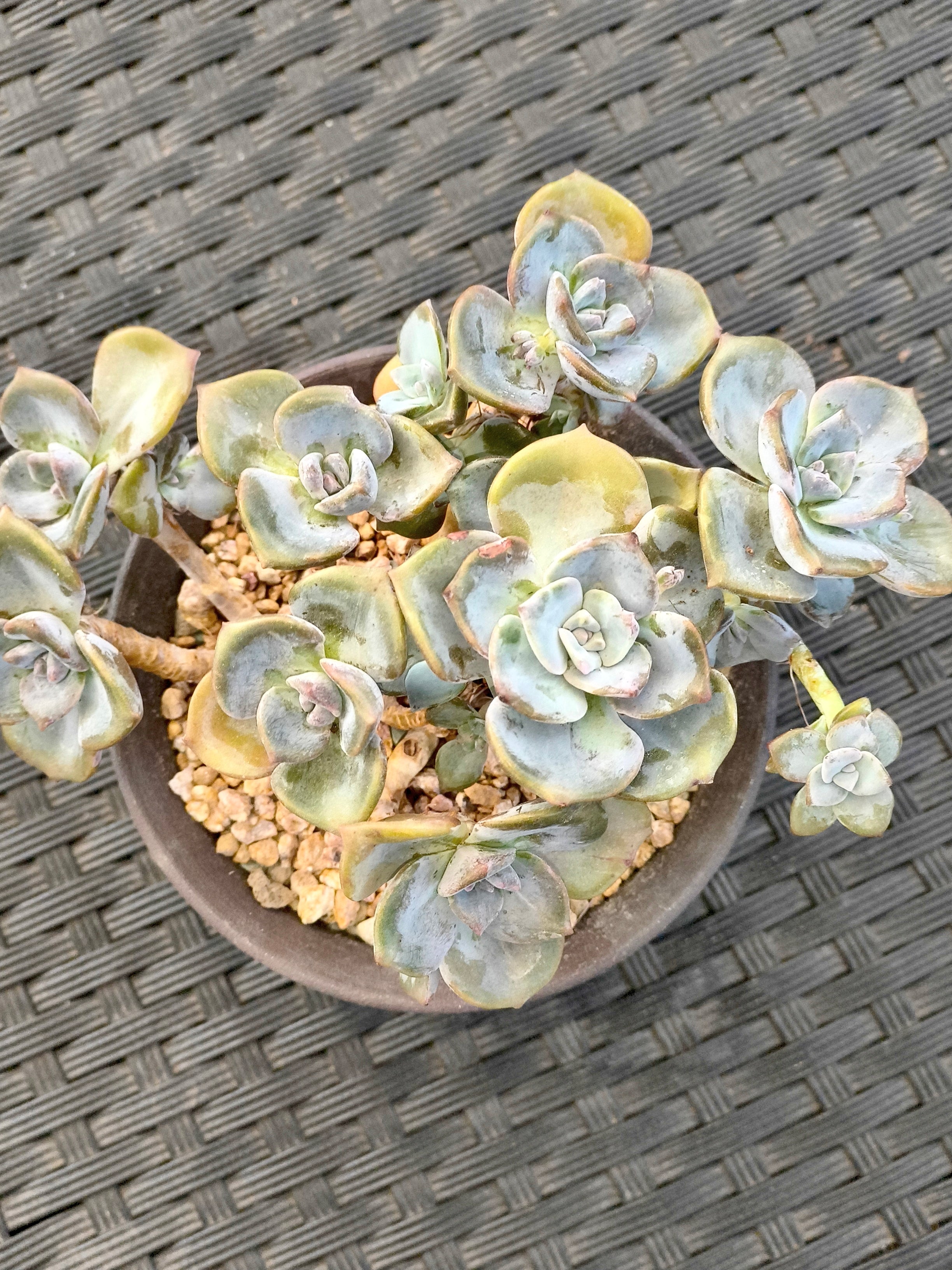 Succulent Starter Planter - Graptopetalum ‘Purple Delight’ - SlowBloomGreens