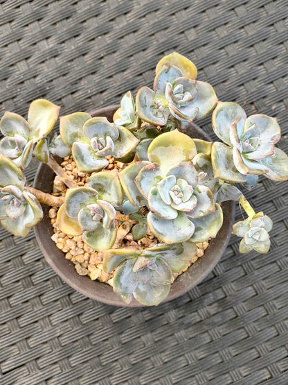 Succulent Starter Planter - Graptopetalum ‘Purple Delight’