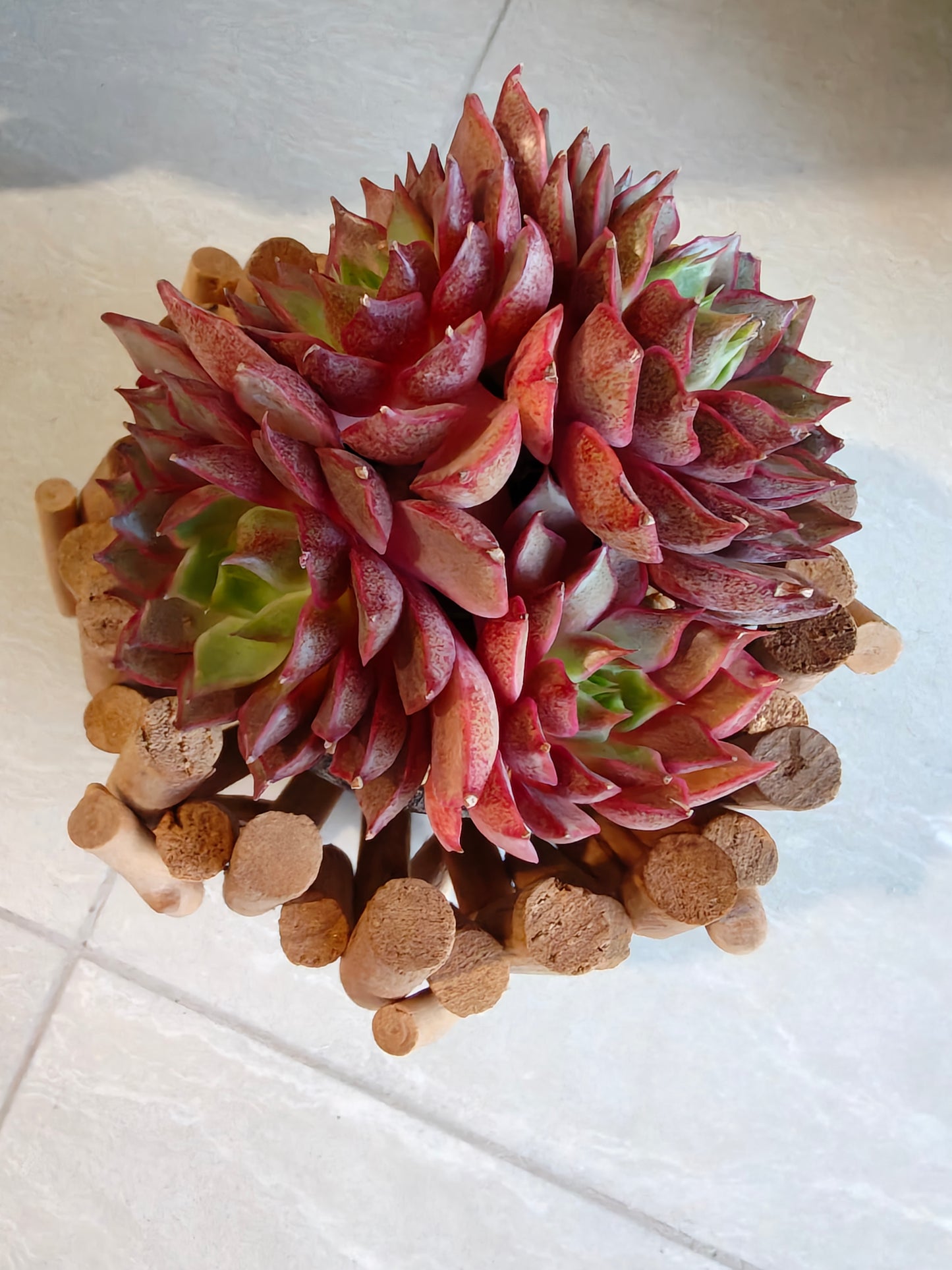 Succulent Rustic Wood Log Planter – Echeveria Agavoides (4-Headed Cluster) - SlowBloomGreens