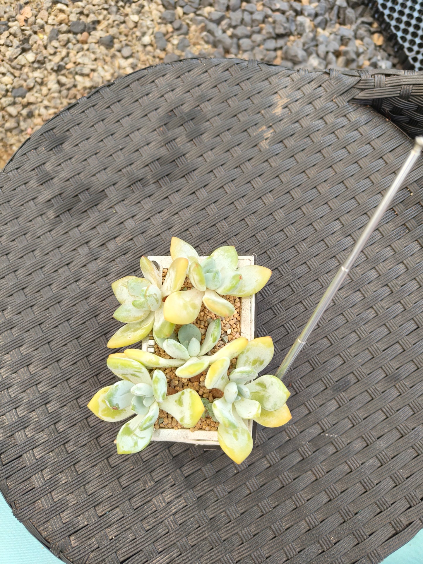 Succulent Retro Boombox – Pachyphytum oviferum