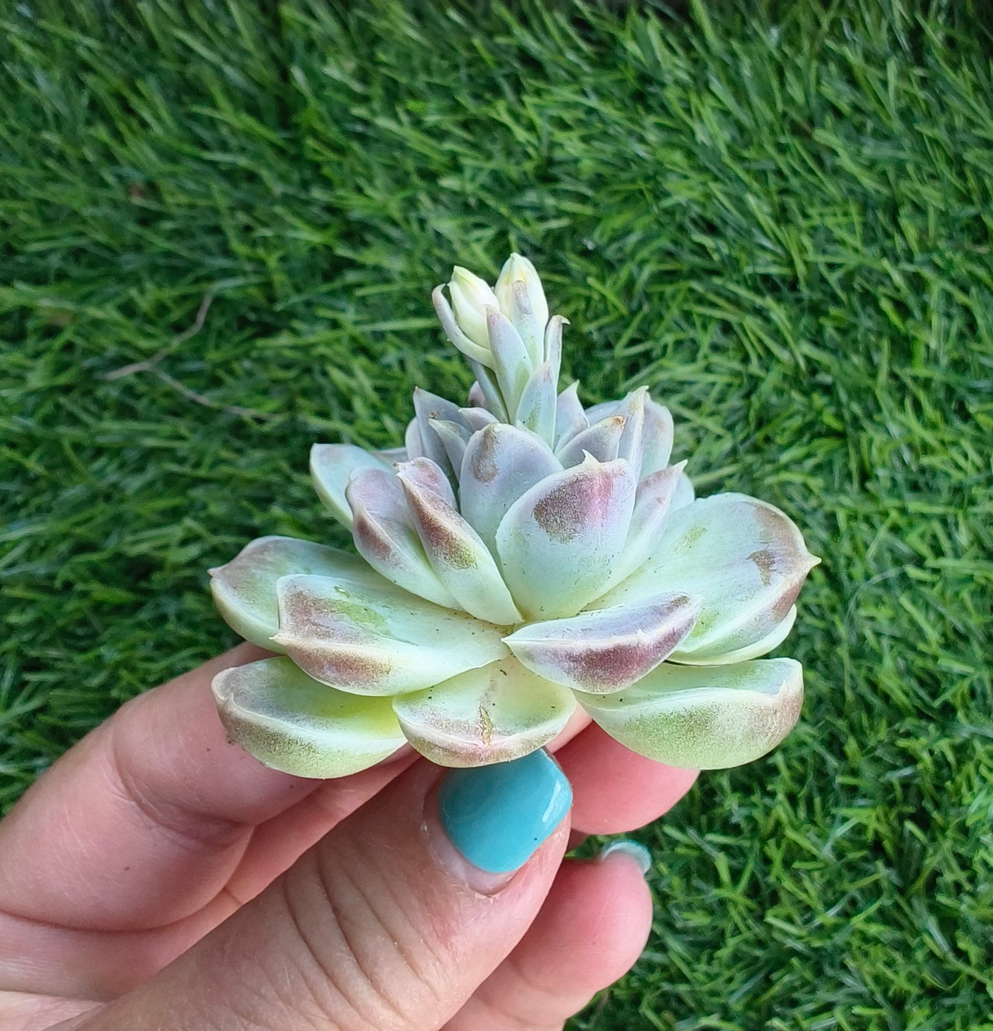 Echeveria Hyalina – Bare Root Succulent