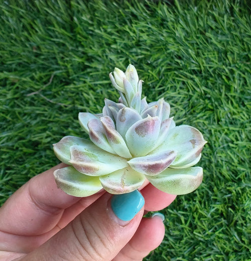 Echeveria Hyalina – Bare Root Succulent - SlowBloomGreens