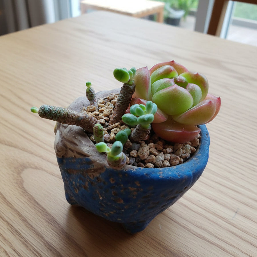Rustic Bloom Succulent Planter – Echeveria 'Star Jelly' - SlowBloomGreens