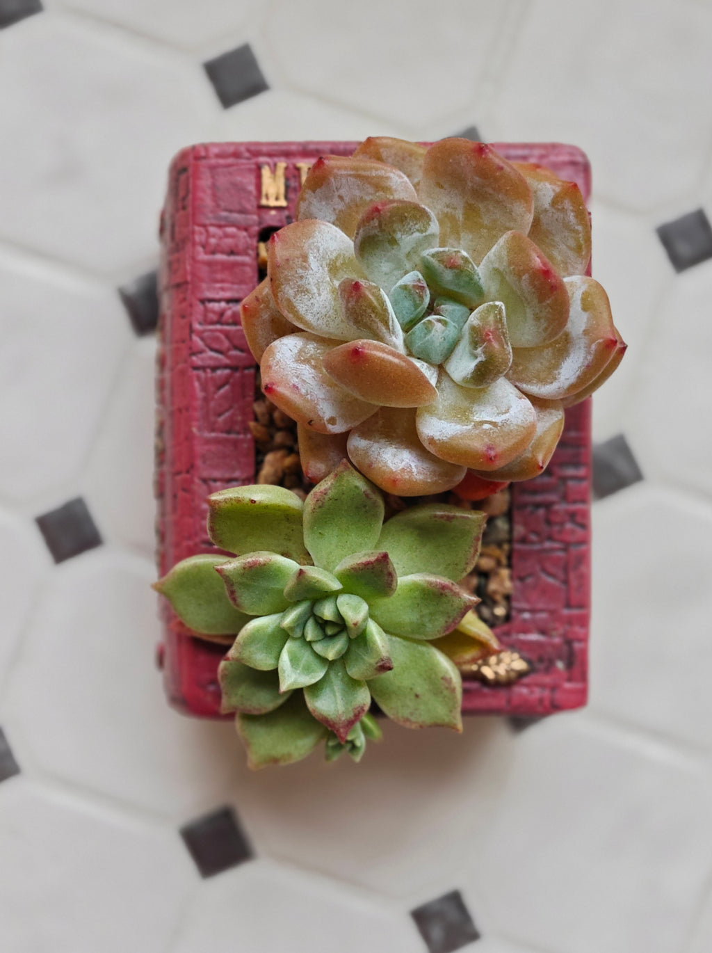Succulent Book Nook Planter– Assorted Succulents - SlowBloomGreens