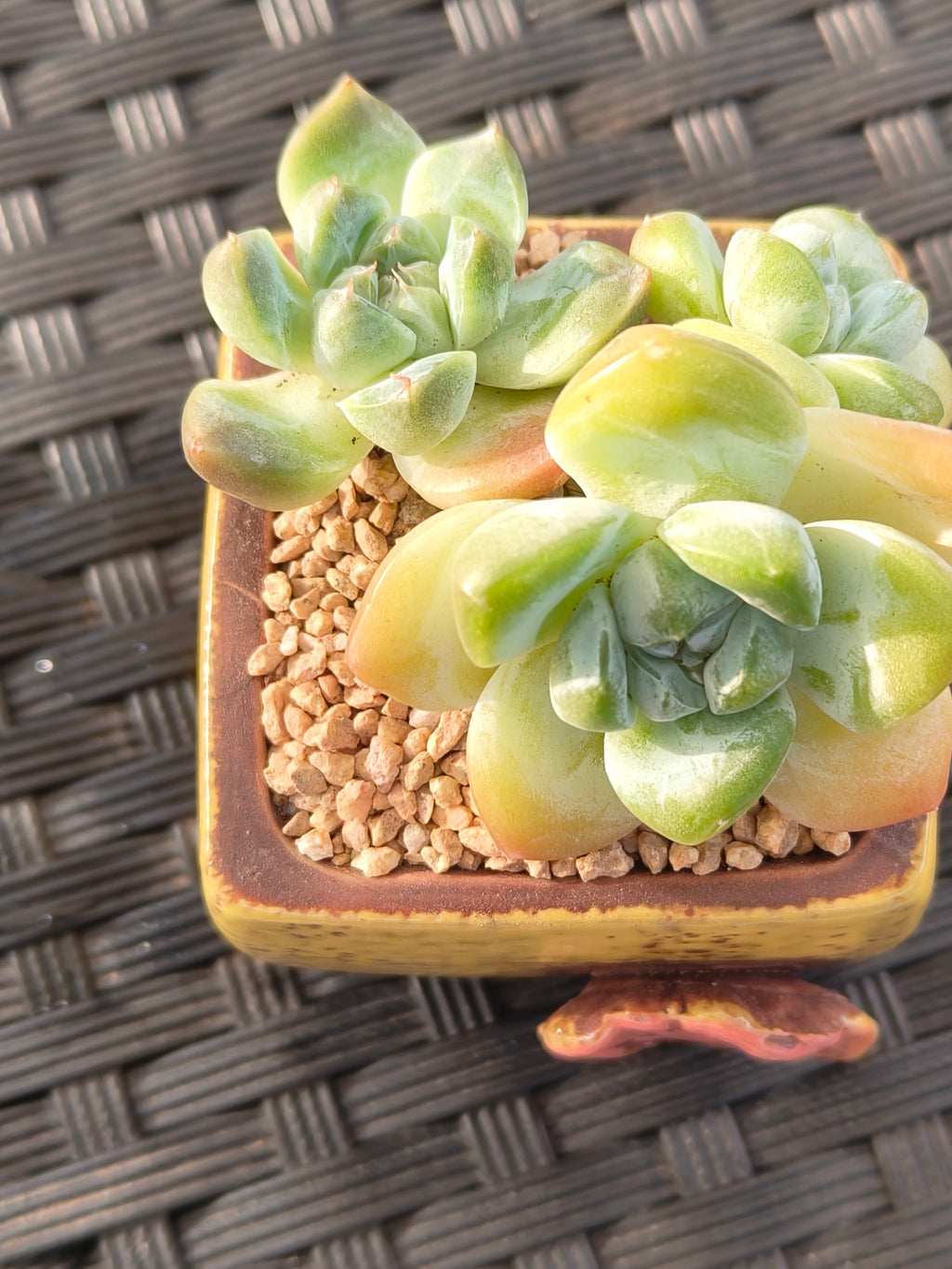 Succulent Ceramic Flowerpot Square Yellow Planter – Echeveria Ice Green - SlowBloomGreens