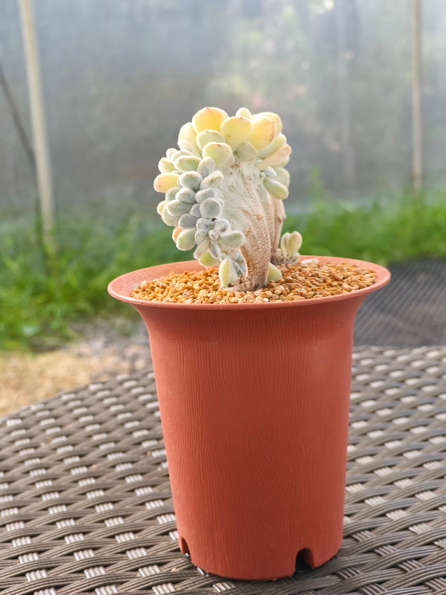 Succulent Starter Planter - Echeveria Pulvinata 'Frosty' f. cristata.