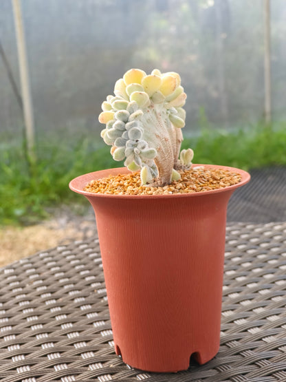 Succulent Starter Planter - Echeveria Pulvinata 'Frosty' f. cristata.
