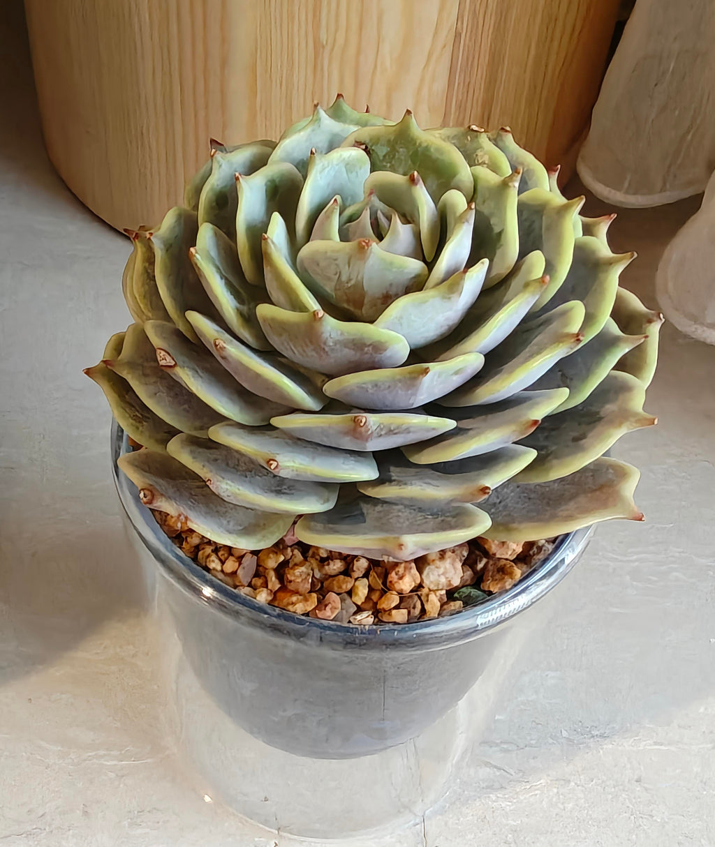 Succulent Glass Oasis Planter – Echeveria ‘Lola’ - SlowBloomGreens