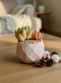 Succulent Classic Marble Orange Planter – Lipstick Echeveria - SlowBloomGreens