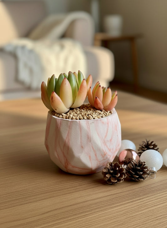 Succulent Classic Marble Orange Planter – Lipstick Echeveria