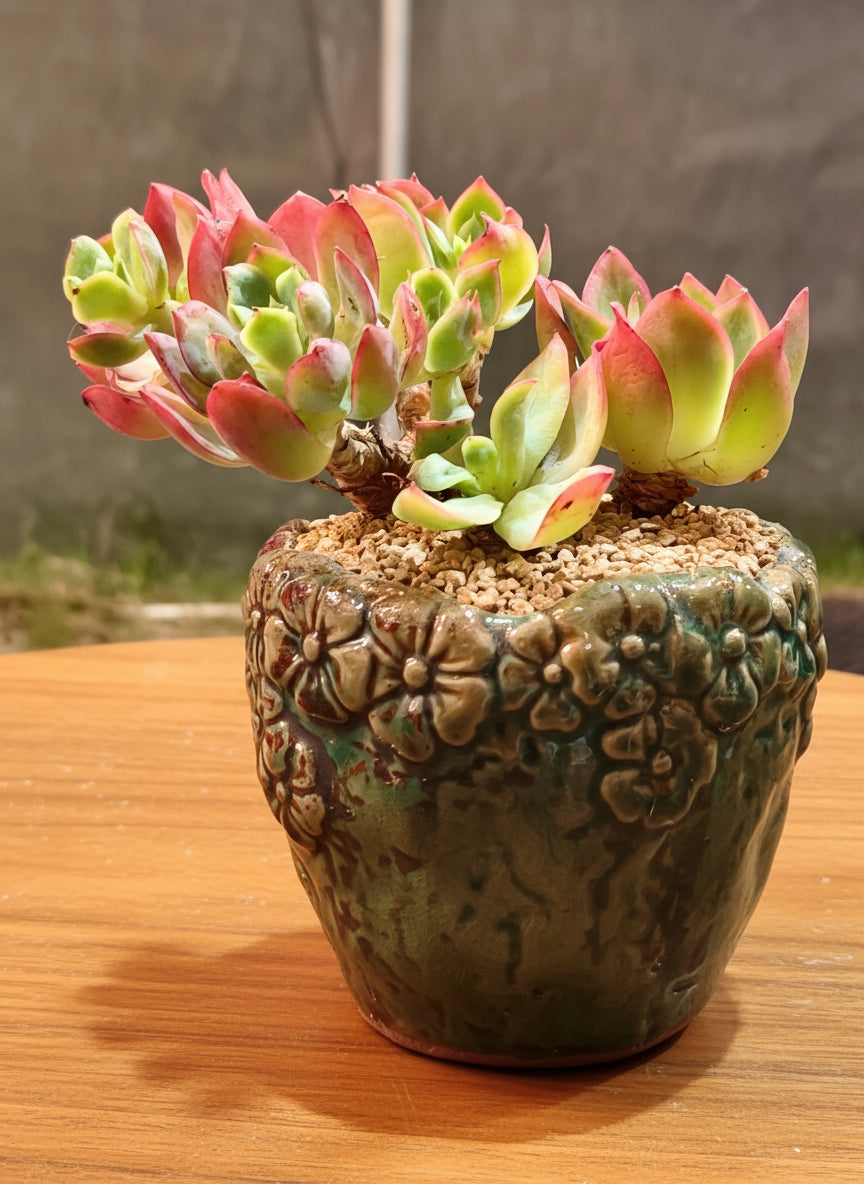 Succulent Rustica Flora Planter – Echeveria 'Silk Veil' - SlowBloomGreens