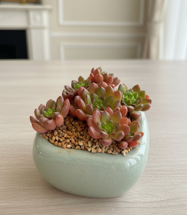 Succulent Zen Square Pastel Blue Planter – Sedeveria ‘Pink Ruby’ - SlowBloomGreens