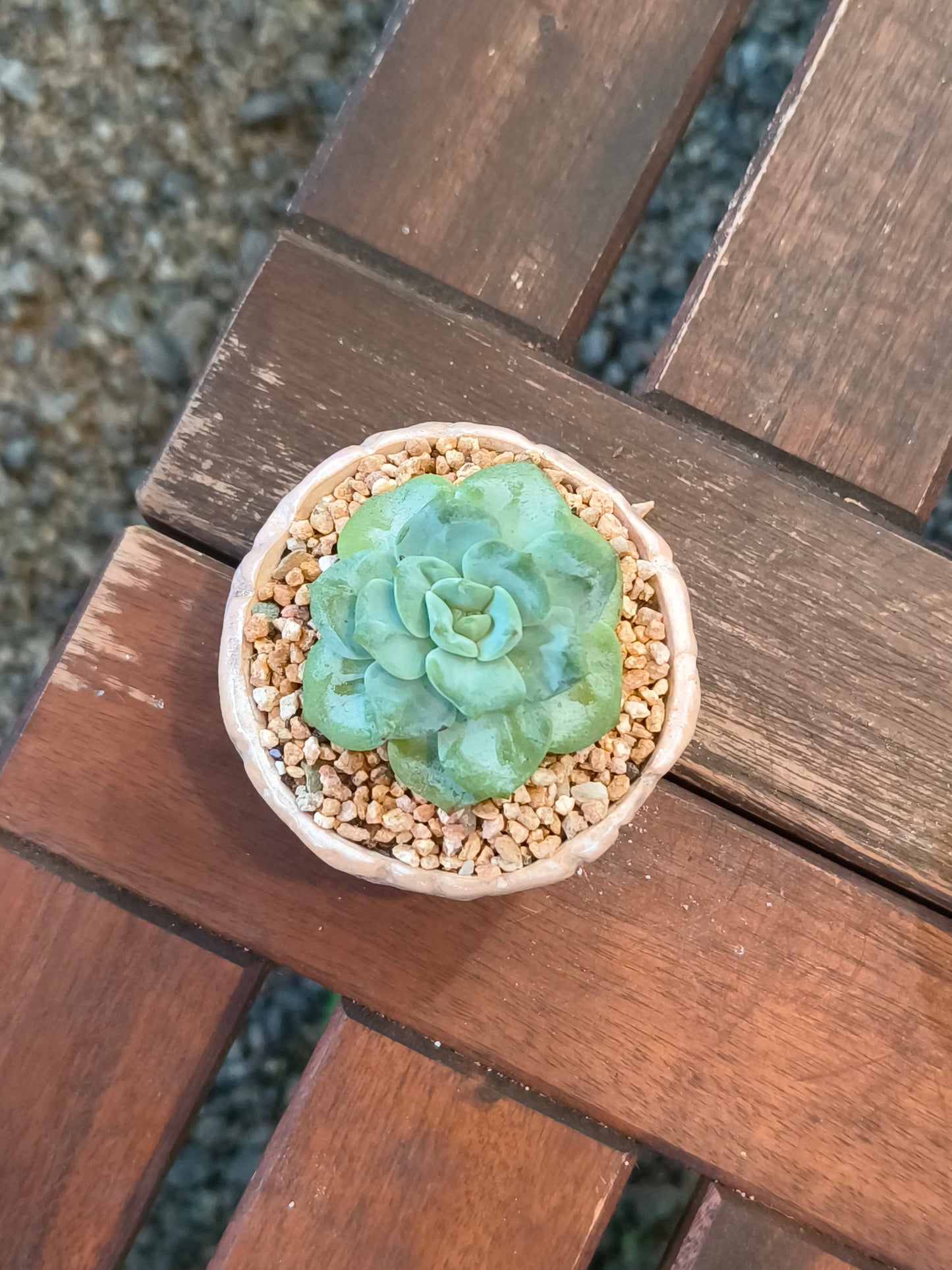 Succulent Peach-Teal Ombre Gloss Mini Planter – Echeveria 'Ice Green'