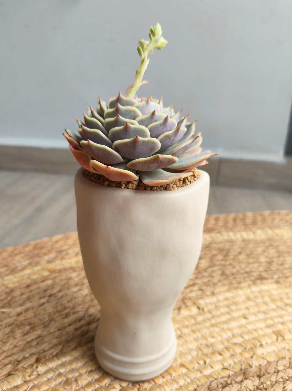 Succulent Serene Muse Face Planter – Echeveria ‘Lola’ - SlowBloomGreens