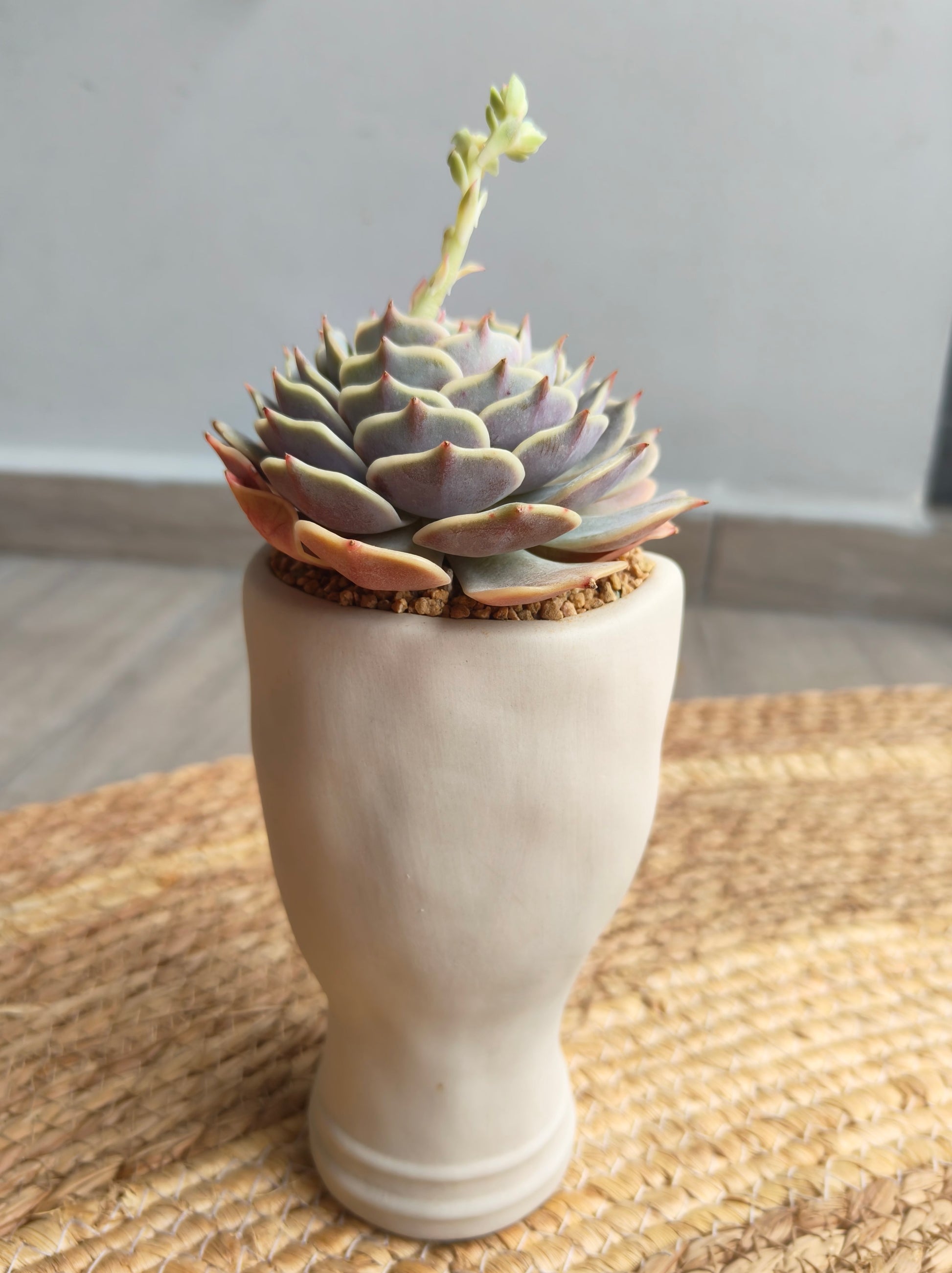Succulent Serene Muse Face Planter – Echeveria ‘Lola’ - SlowBloomGreens