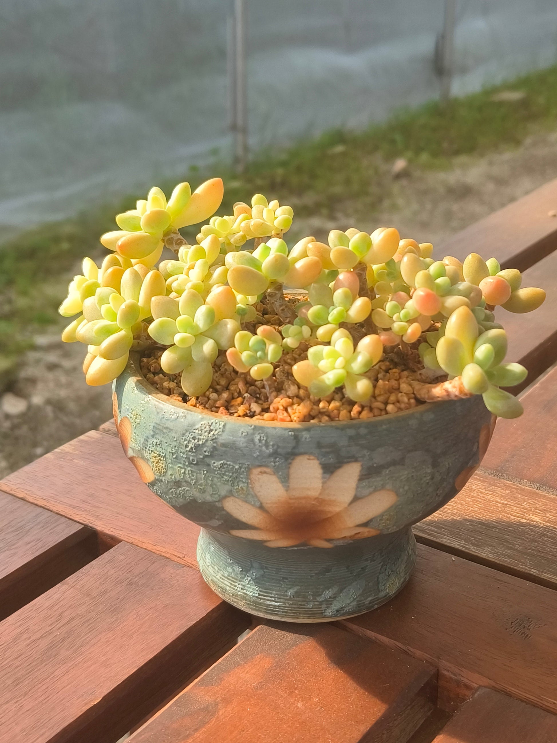 Succulent Moonlit Bloom Planter – Blue-Green with Graptopetalum Mendoza - SlowBloomGreens