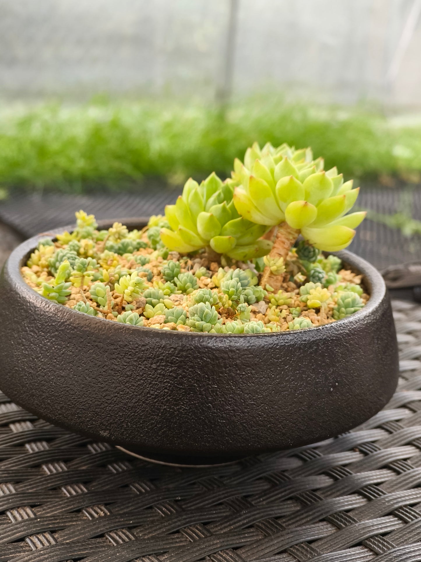 Succulent Classic Black Planter – Echeveria ‘Lime n Chili’ & Blue Tears Sedum