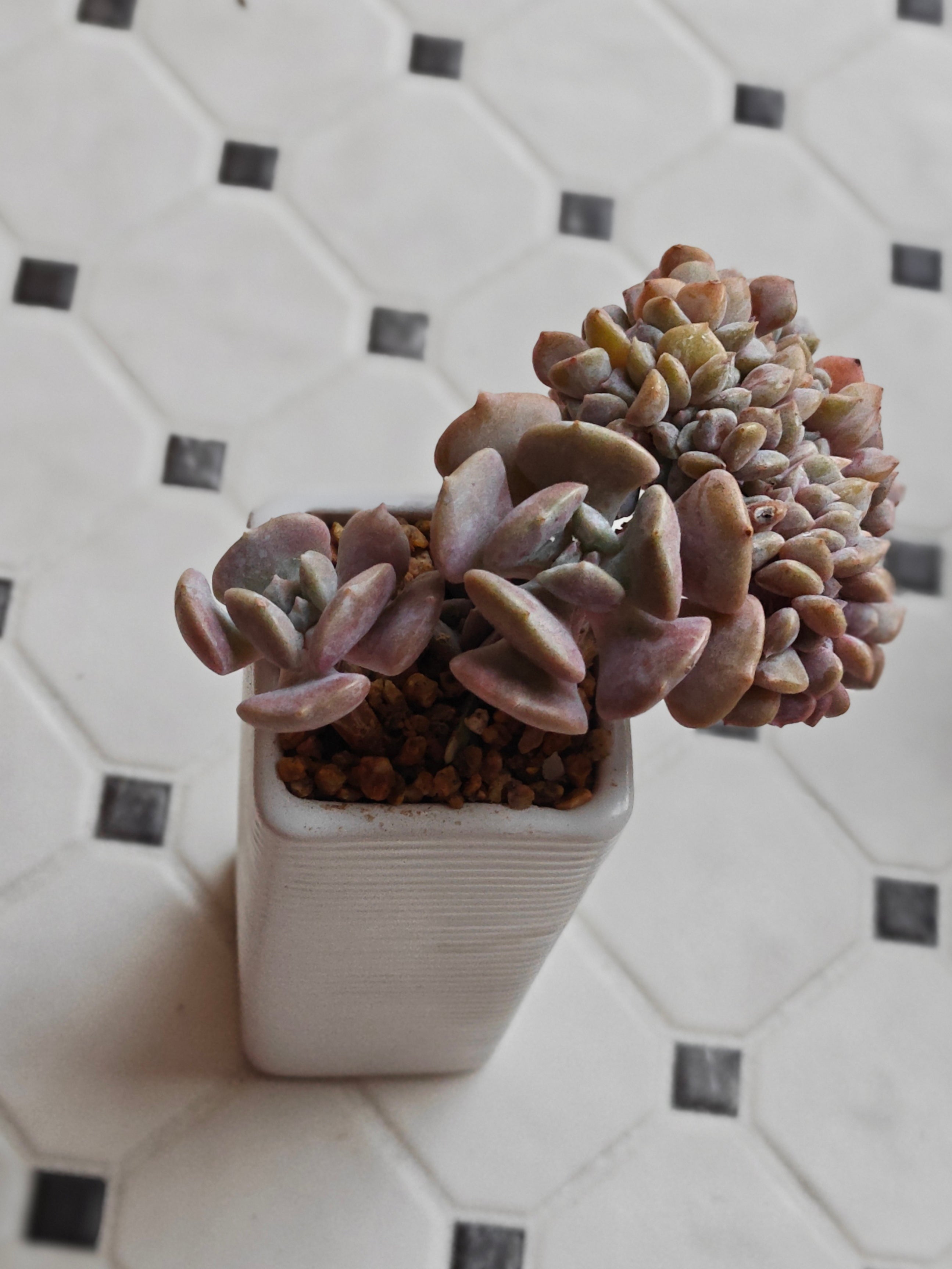 Succulent Ribbed White Planter – Echeveria 'Cubic Frost' - SlowBloomGreens